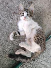 Gattino leopardato in zona Pordenone Fontanafredda
