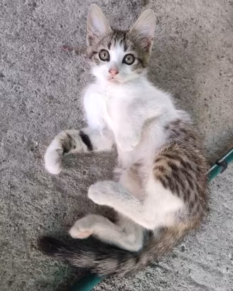 Gattino leopardato in zona Pordenone Fontanafredda