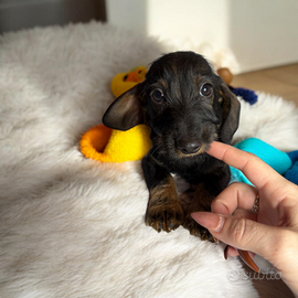 Bassotto nano pelo duro