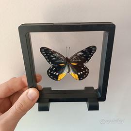 Farfalla Vera in Teca 3D Decorazione Naturalistica
