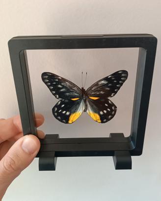 Farfalla Vera in Teca 3D Decorazione Naturalistica