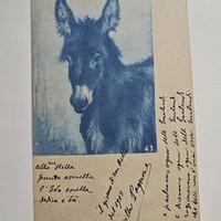 Cartolina postale antica cianotipia ASINO 43