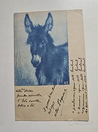 Cartolina postale antica cianotipia ASINO 43