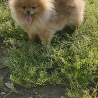 Spitz tedesco nano pedigree enci