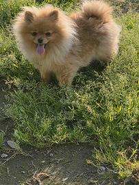 Spitz tedesco nano pedigree enci