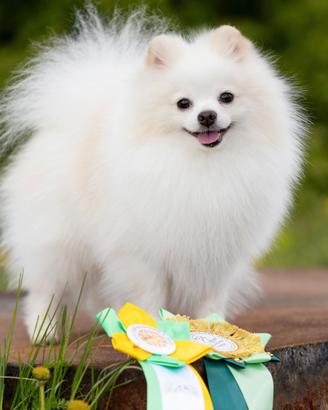 Spitz tedesco piccolo maschio per accoppiamento