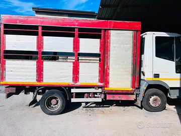 IVECO 65E14 - Trasporto Animali Vivi