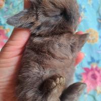 Mini cucciolo ariete nano marrone