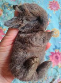 Mini cucciolo ariete nano marrone