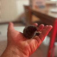 Bramha,cemani,moroseta