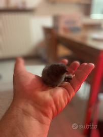 Bramha,cemani,moroseta