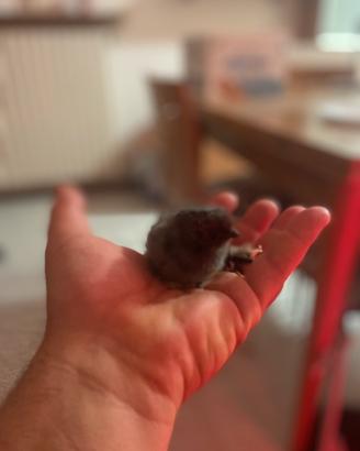 Bramha,cemani,moroseta