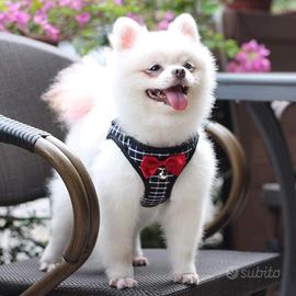 Kit per cani piccoli