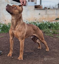 Pitbull maschio intero 4 anni con pedigree
