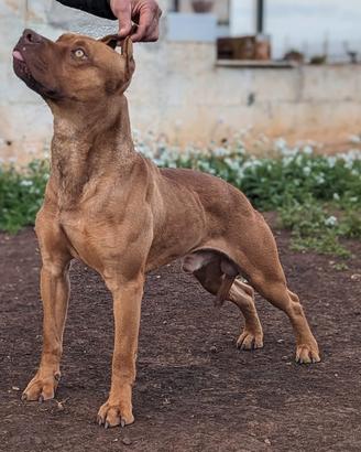 Pitbull maschio intero 4 anni con pedigree