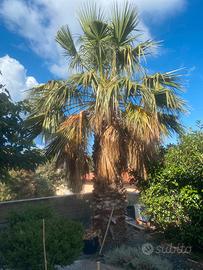 Palma da giardino WASHINGTONIA