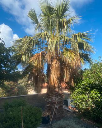 Palma da giardino WASHINGTONIA