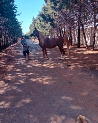 Cavallo Arabo