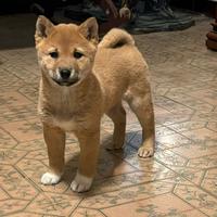 Cucciola di Shiba Inu