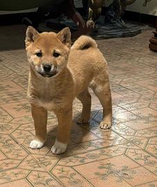 Cucciola di Shiba Inu