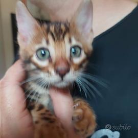 Prestigiosi cuccioli di gatto bengala disponibili