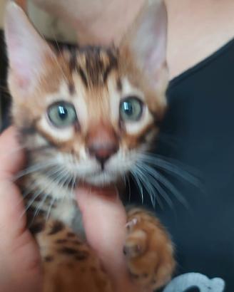 Prestigiosi cuccioli di gatto bengala disponibili