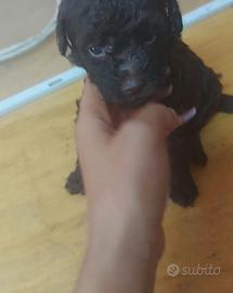 Cucciolo cioccolato barboncino toy e altri colori