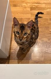 Gatto bengala