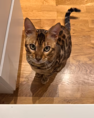 Gatto bengala