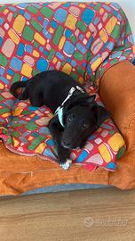 Verona CUCCIOLO MIX LABRADOR 4 MESI IN ADOZIONE