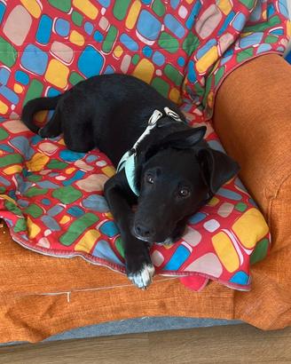 Verona CUCCIOLO MIX LABRADOR 4 MESI IN ADOZIONE