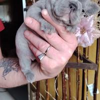 Bulldog francese femminuccia