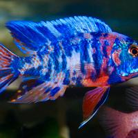 Aulonocara Marmelade OB cilide africano