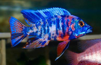 Aulonocara Marmelade OB cilide africano