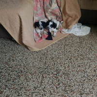 Mi sono rimaste due femmine di due mesi