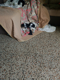 Mi sono rimaste due femmine di due mesi