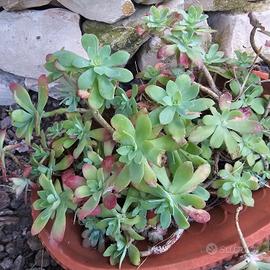 Sedum palmeri 