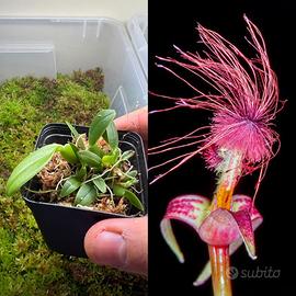 Orchidea Bulbophyllum barbigerum