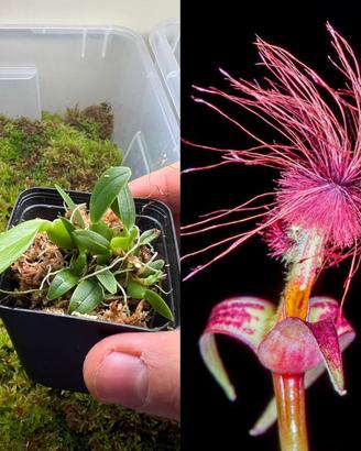 Orchidea Bulbophyllum barbigerum