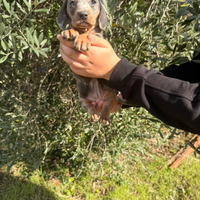 Cucciolli di bassotto arlechino ochi blu