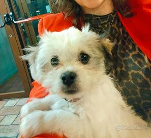 Maltese di 7 mesi femm