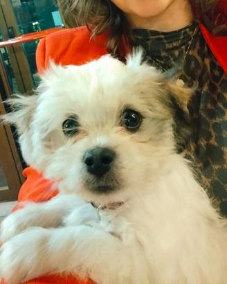 Maltese di 7 mesi femm