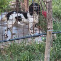 Setter incrocio con breton