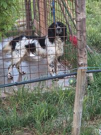 Setter incrocio con breton