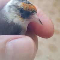 Cardellini tuschi acianici