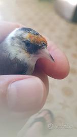 Cardellini tuschi acianici