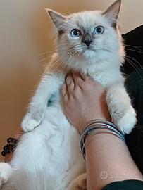 Ragdoll gatto