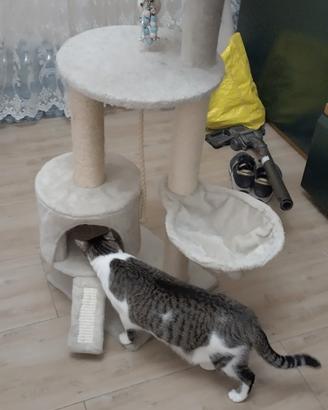 tira grafi per gatti 
