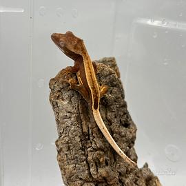 Geco ciliatus Full Pinstripe superstripe