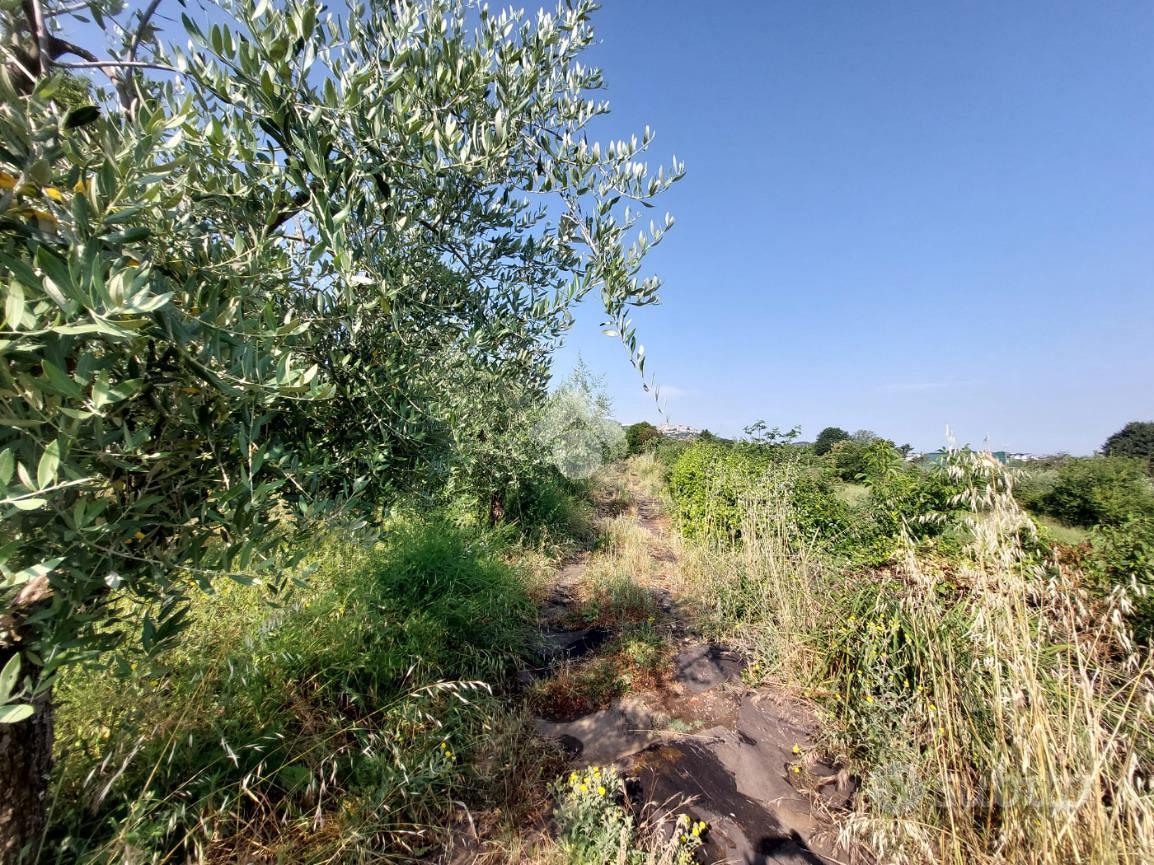 TER. AGRICOLO A SAN CESAREO - Altro